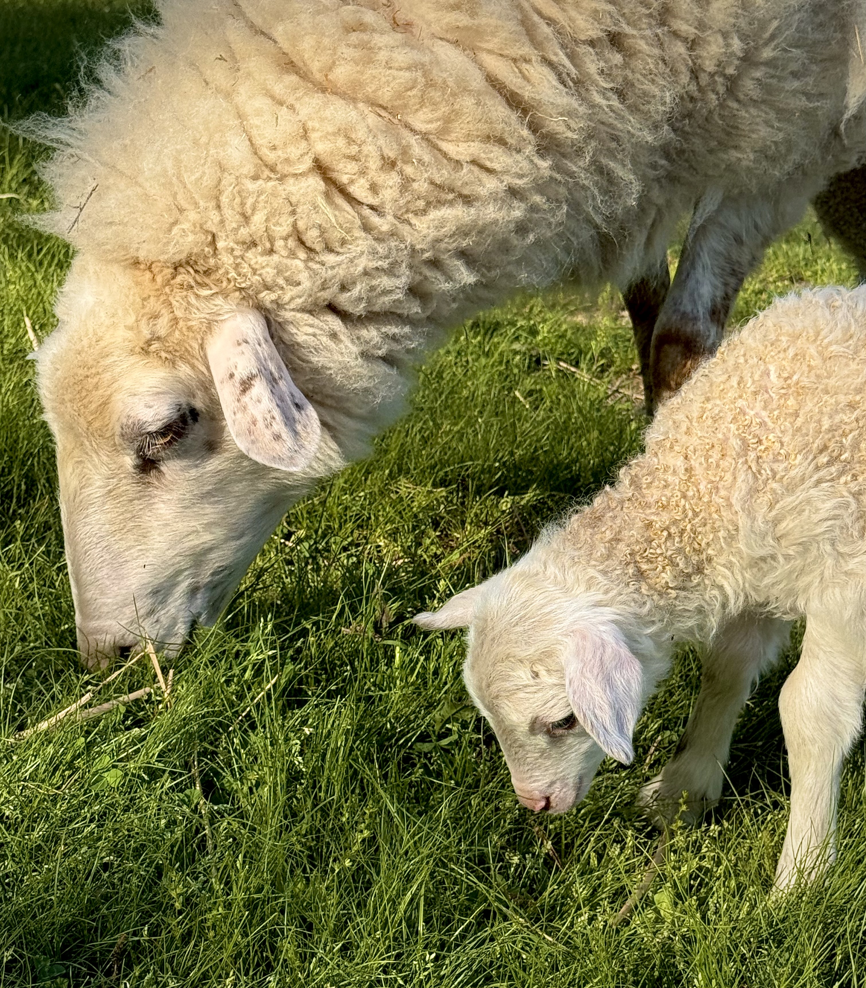 Mama sheep and lamb grazing on the ranch