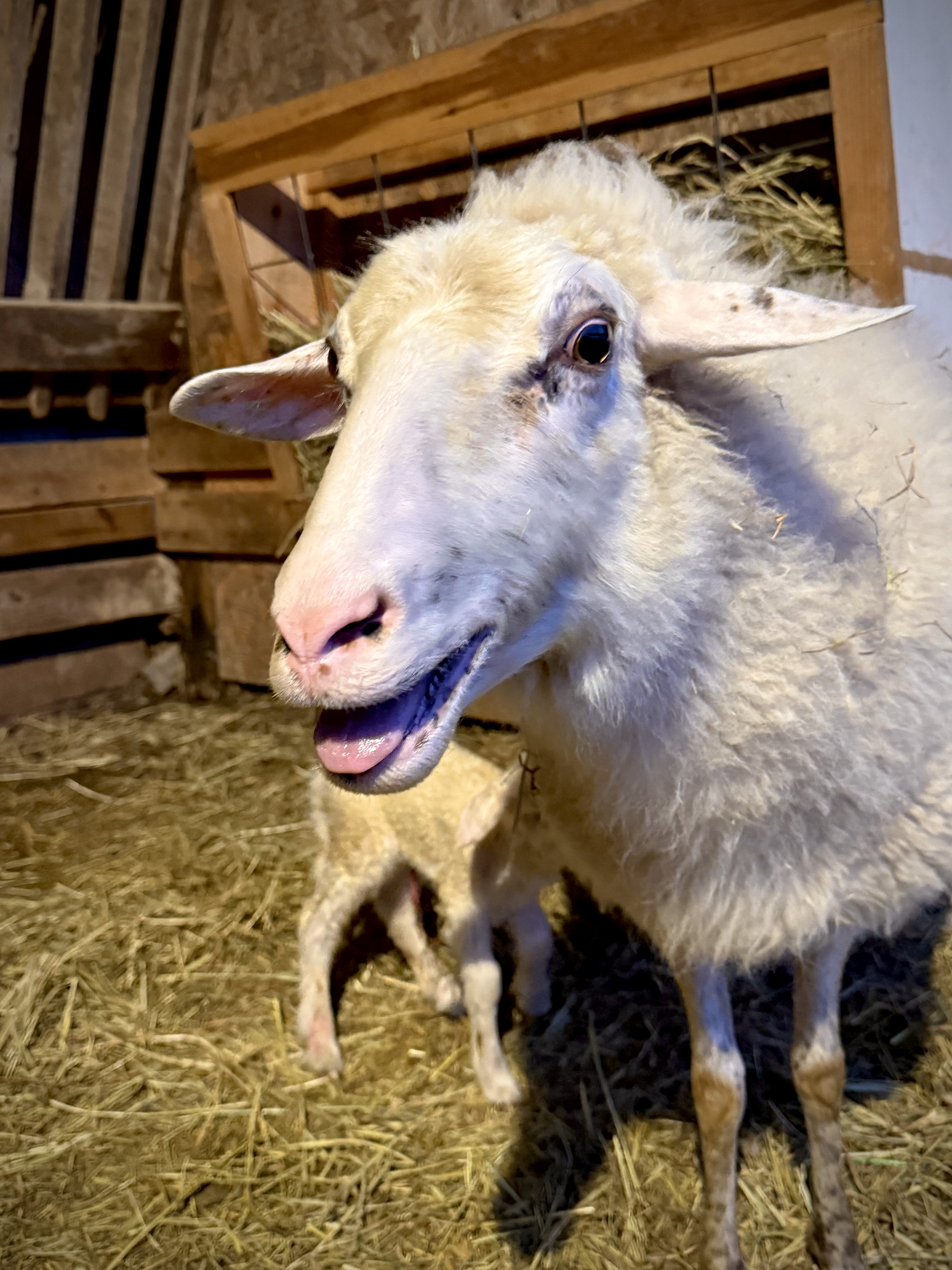 Boca the sheep
