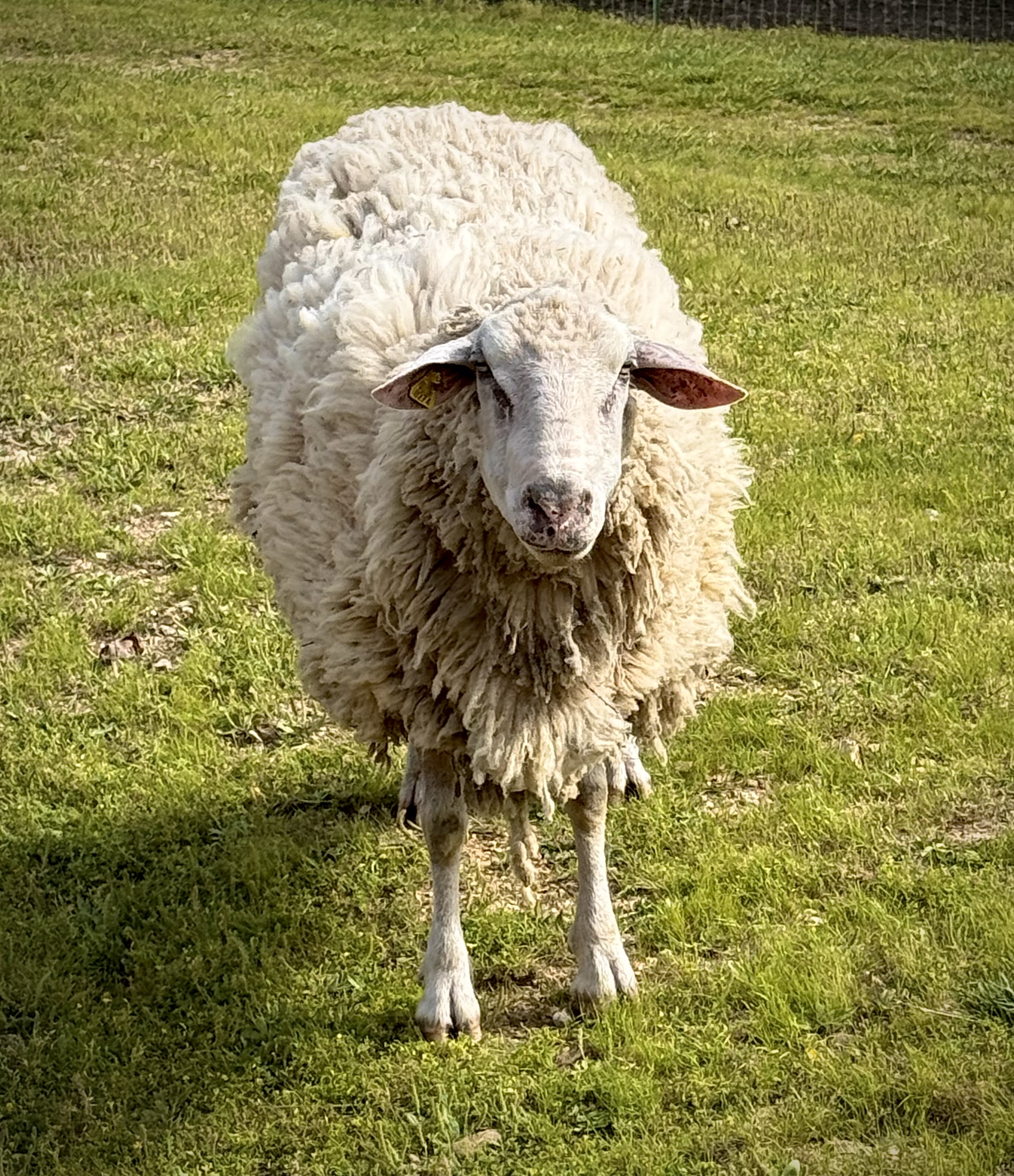Bruiser the sheep