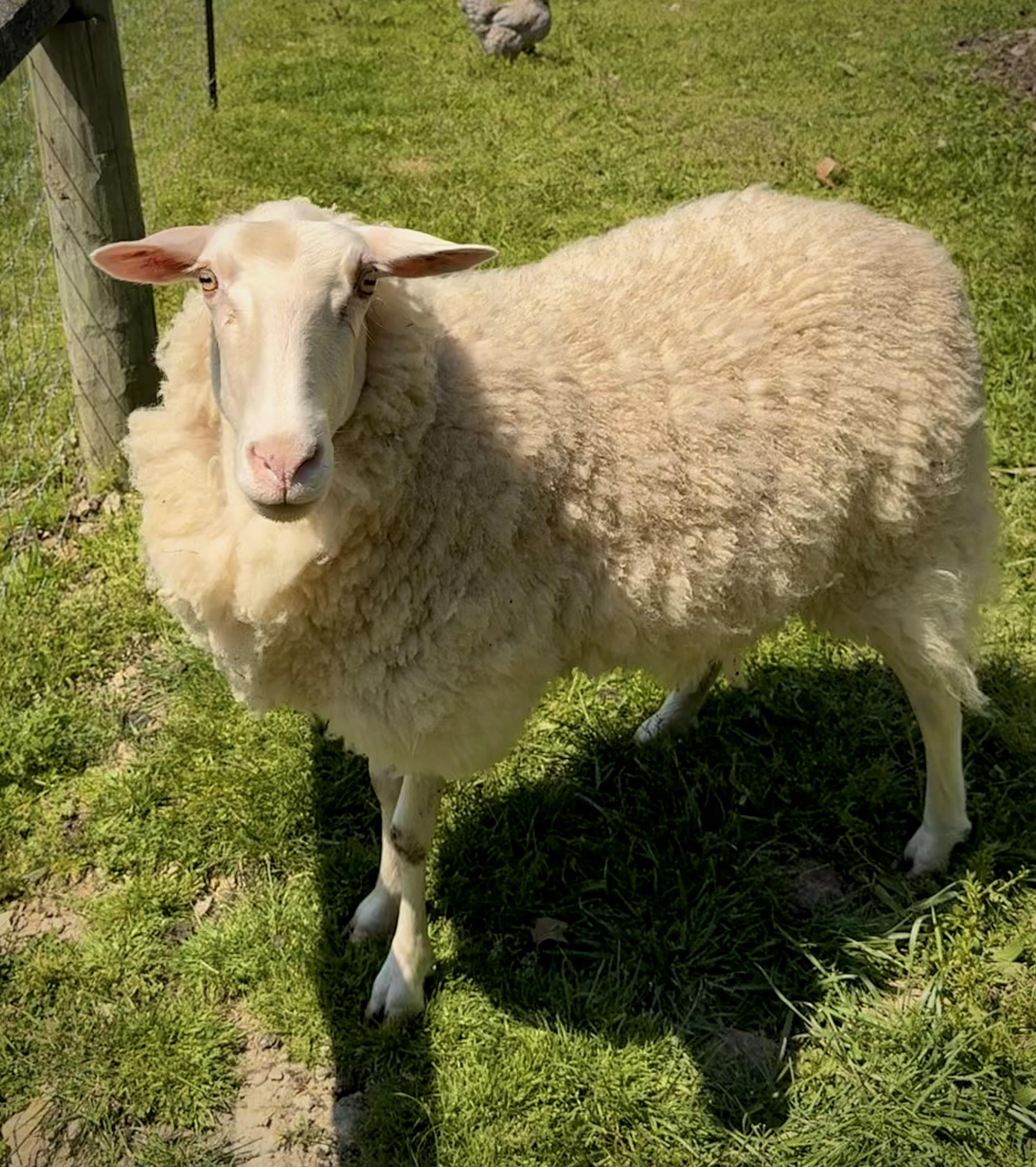 Luna the sheep