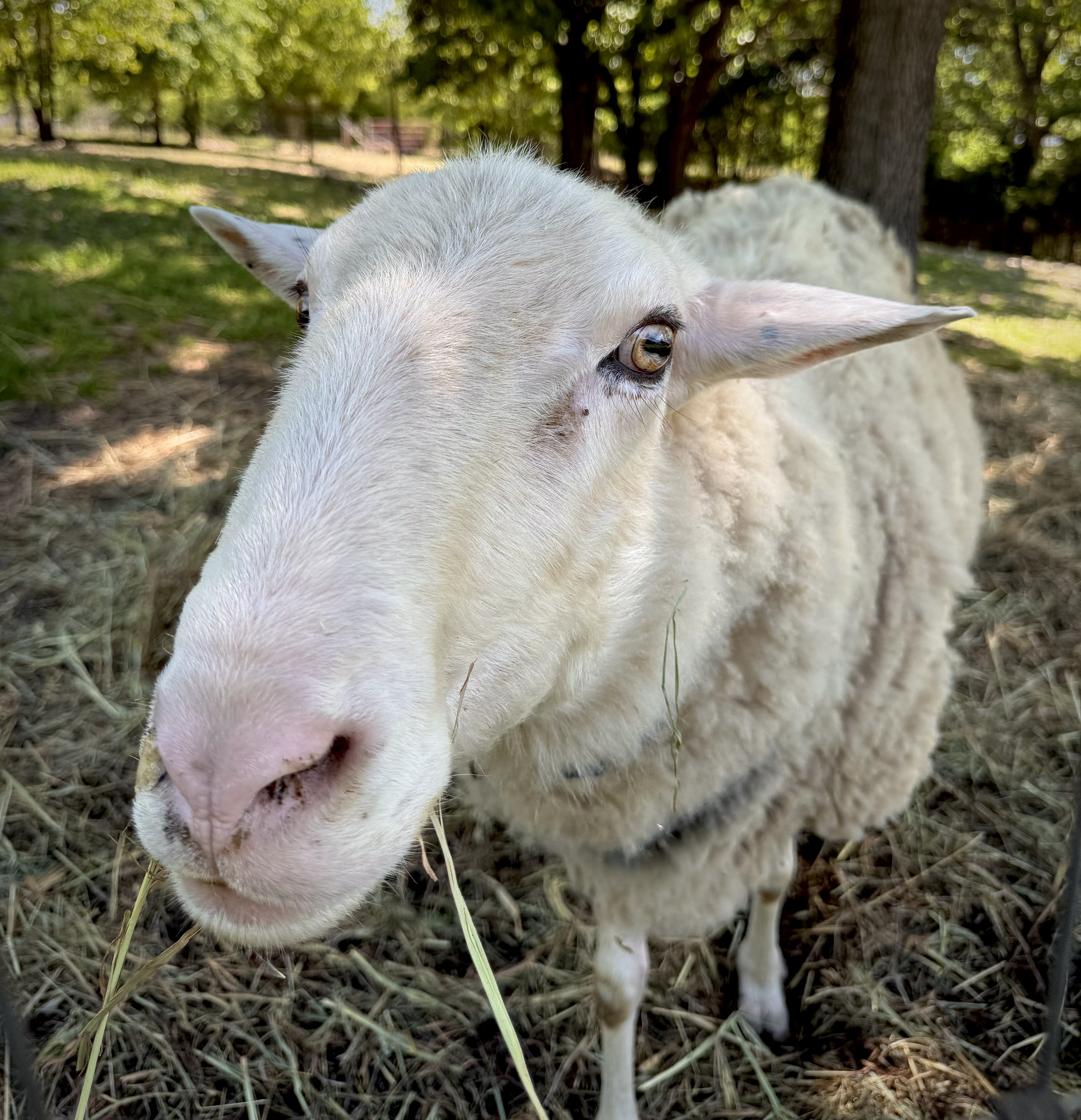 Rameses the ram