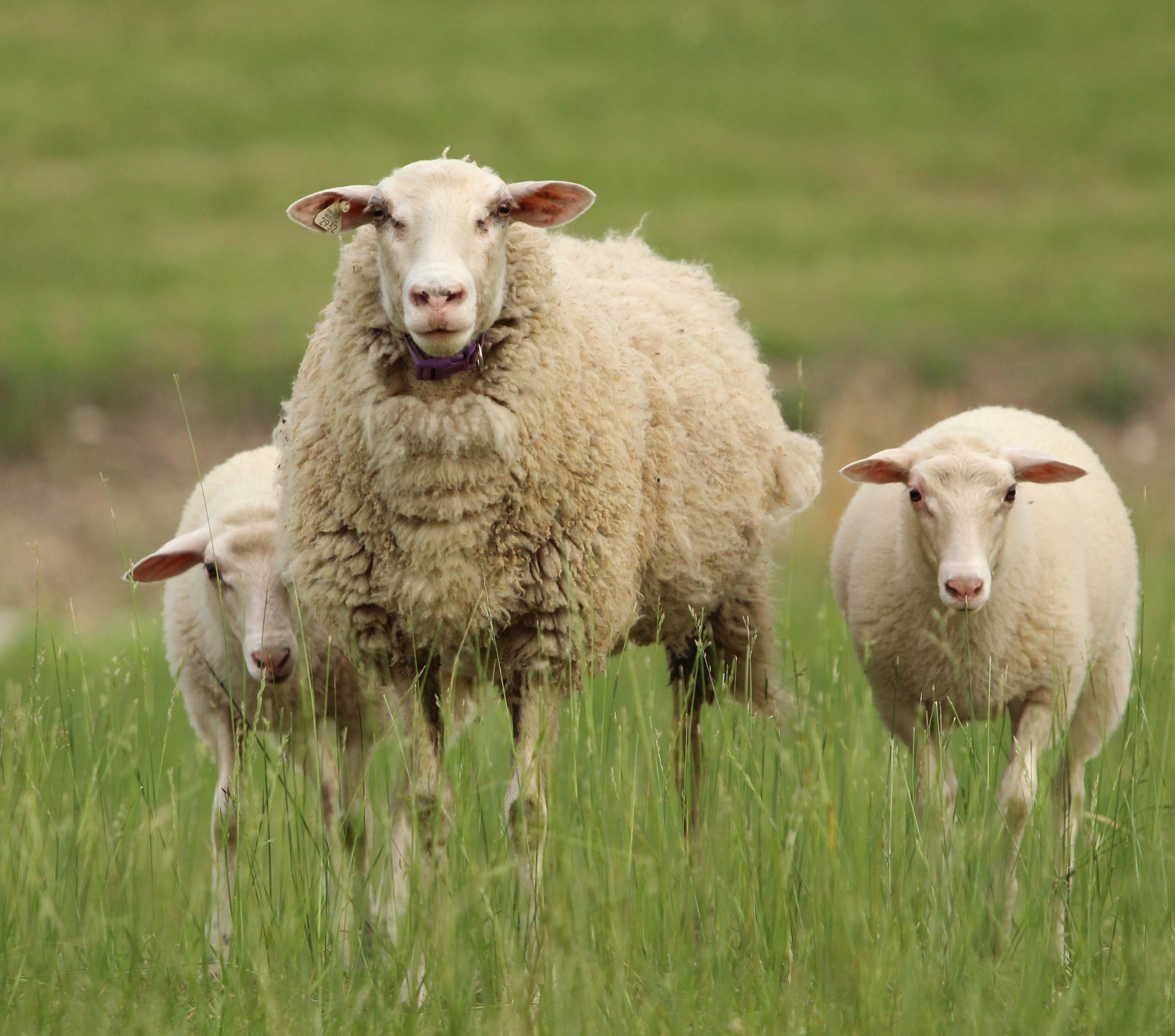 Shirley the sheep with two of her lambs in the pasture