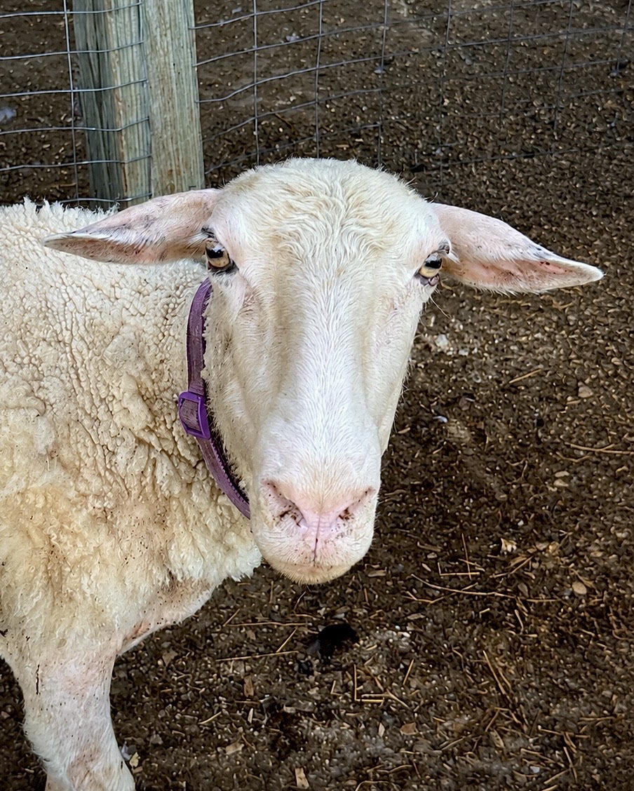 Sovvie the sheep