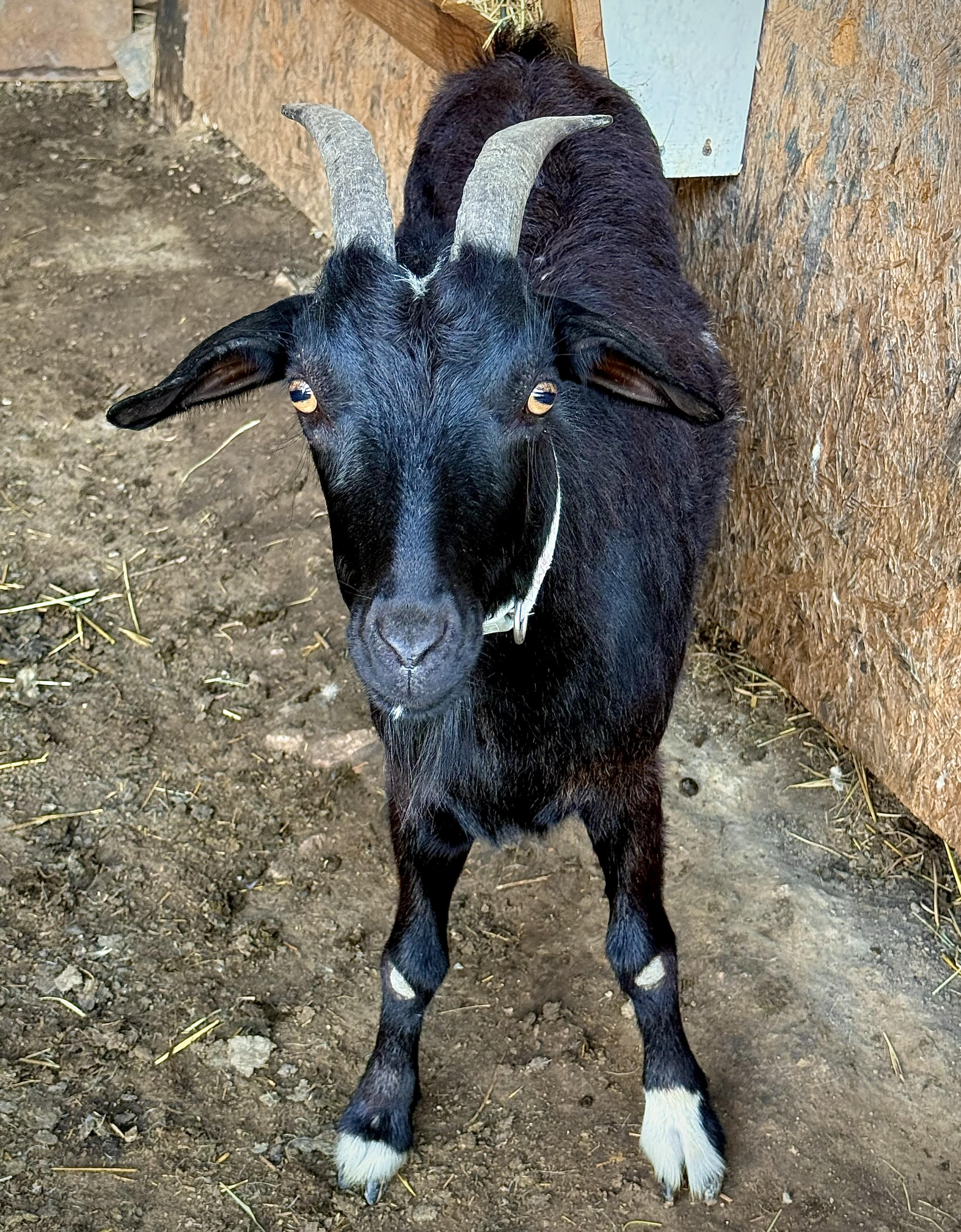 Tipsy the fainting goat